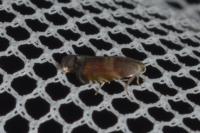 Strophedra nitidana