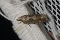 Zeiraphera isertana