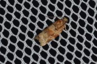 Argyrotaenia ljungiana