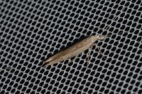 Ypsolopha mucronella
