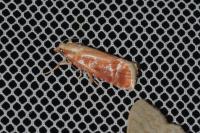 Rhyacionia buoliana