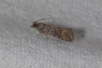 Clavigesta sylvestrana