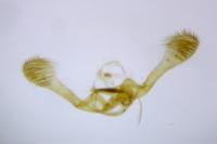 Clavigesta sylvestrana