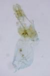 Cydia coniferana