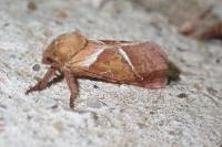 Triodia sylvina