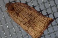 Archips podana