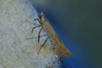 Aspilapteryx tringipennella