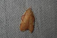 Carcina quercana