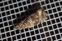 Celypha lacunana