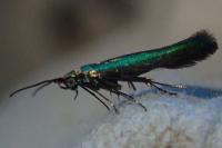 Coleophora