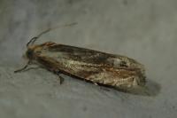 Eucosma gr. cana