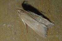 Helcystogramma rufescens