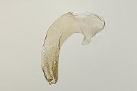 Stenoptilodes taprobanes