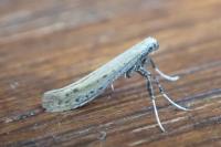 Aspilapteryx tringipennella