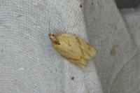 Clepsis pallidana