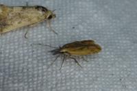 Dichomeris acuminata