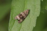 Celypha lacunana