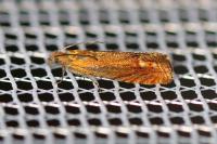Lathronympha strigana