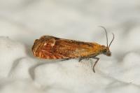Lathronympha strigana