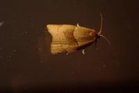 Clepsis rurinana