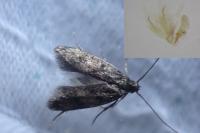 Borkhausenia fuscescens