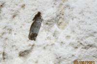 Cydia pomonella