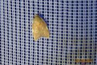 Carcina quercana