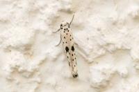 Yponomeuta plumbella