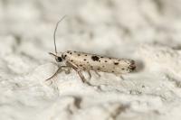 Yponomeuta plumbella