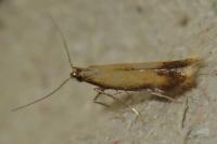 Coptotriche marginea