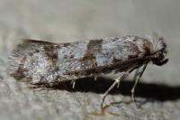 Scythropia crataegella