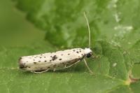 Yponomeuta plumbella