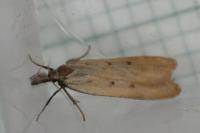 Dichomeris limosella
