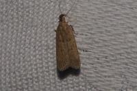 Helcystogramma lutatella