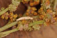 Coleophora