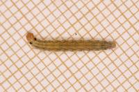 Syndemis musculana