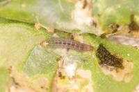 Scrobipalpa nitentella