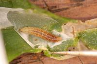 Scrobipalpa nitentella