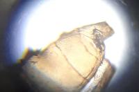 Phyllonorycter schreberella