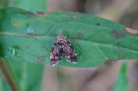 Prochoreutis sehestediana