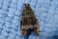 Celypha lacunana