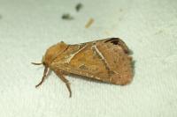 Triodia sylvina