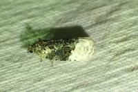 Apotomis betuletana