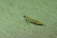 Aspilapteryx tringipennella