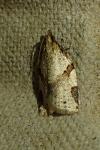 Clepsis spectrana