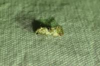 Cochylis