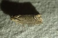 Cydia splendana