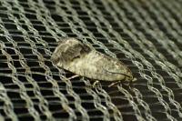 Cydia splendana