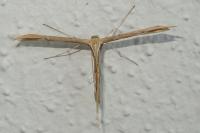 Emmelina monodactyla