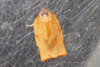 Cacoecimorpha pronubana